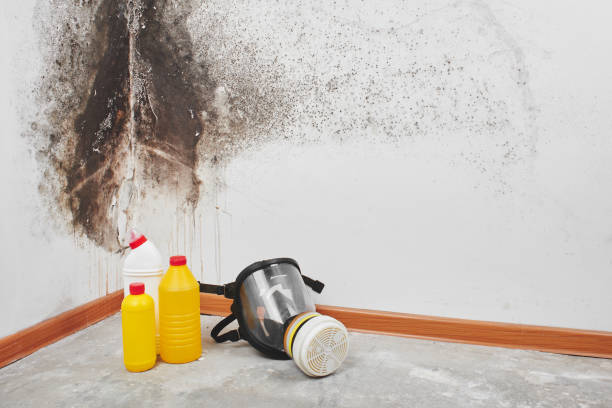 Reliable Ford City, CA Mold Removal Solutions