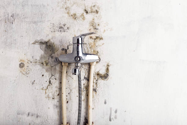Best Professional Mold Removal  in Ford City, CA