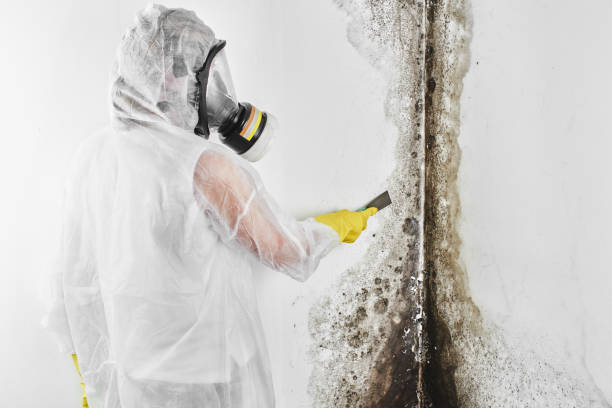 Best Affordable Mold Removal  in Ford City, CA