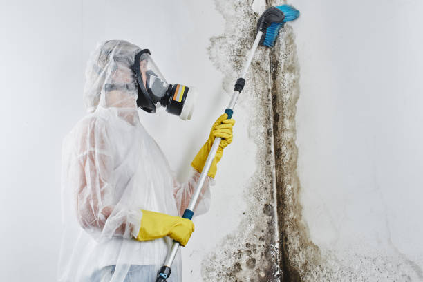 Best Residential Mold Removal  in Ford City, CA