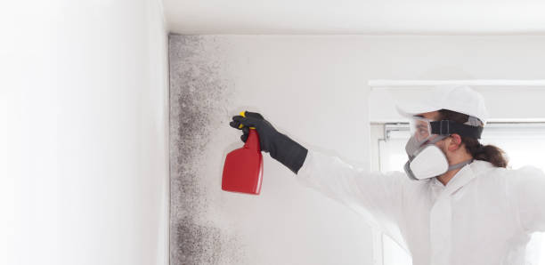 Best Office Mold Removal Services  in Ford City, CA
