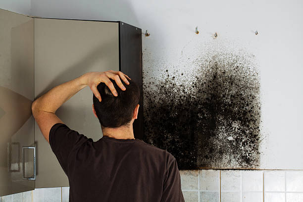 Best Mold Removal Company Near Me  in Ford City, CA
