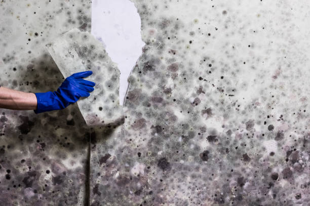 Best Mold Cleaning Services  in Ford City, CA